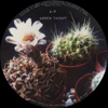 Garden Therapy [Jacket]