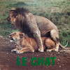 Le Chat [Jacket]